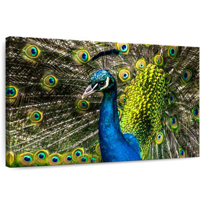 Peacock's Pure Beauty