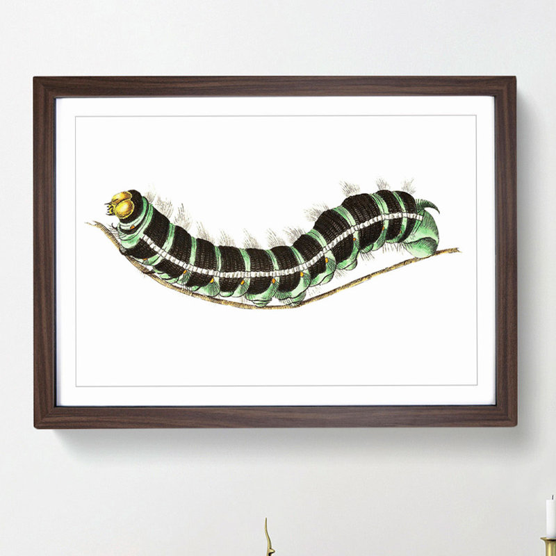 Illustration of a Green Caterpillar - Picture Frame Graphic Art Print, 27cm H x 36cm W x 2cm D, Walnut Framed