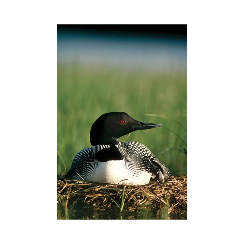 Common Loon Parent on Nest with One Day Old Chick in the Summer, Wyoming 1 Piece Wrapped Canvas Wall Art