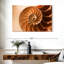 Coque Aletra Nautilus à l'intérieur-107680916