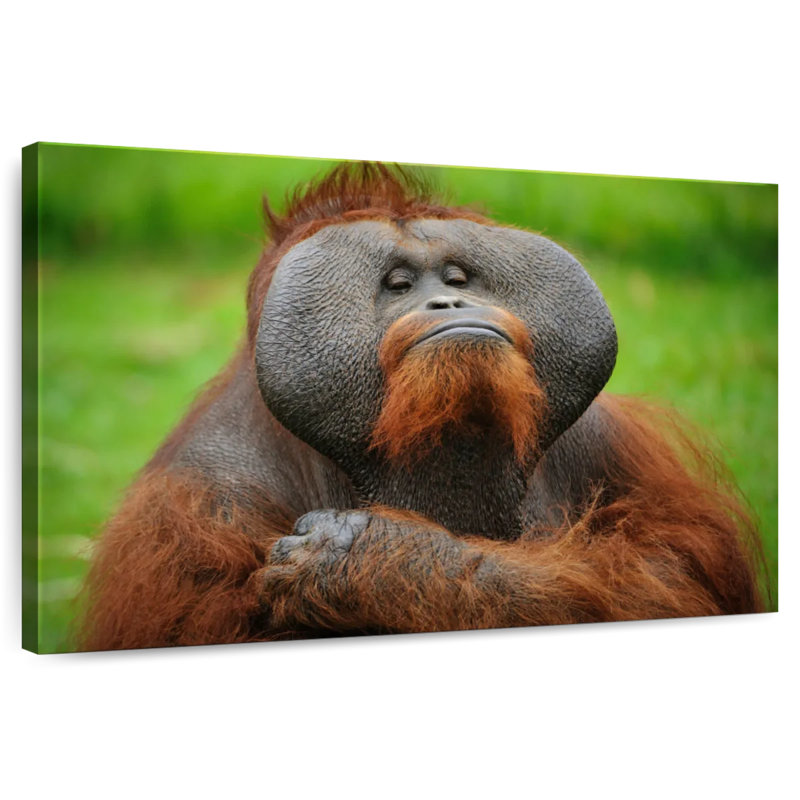 Bossy Orangutan
