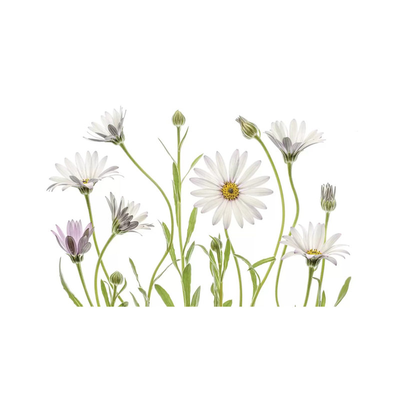 Cape Daisies by Mandy Disher - Print on Canvas, 45.72cm H x 66.04cm W x 3.81cm D, Wrapped Canvas