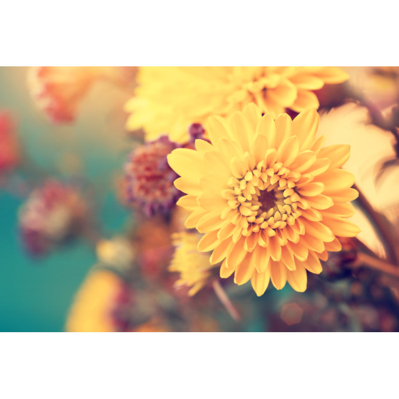Beautiful Sunny Yellow Aster Flowers by Abigail210986 - Wrapped Canvas Print, 30.48cm H x 45.72cm W