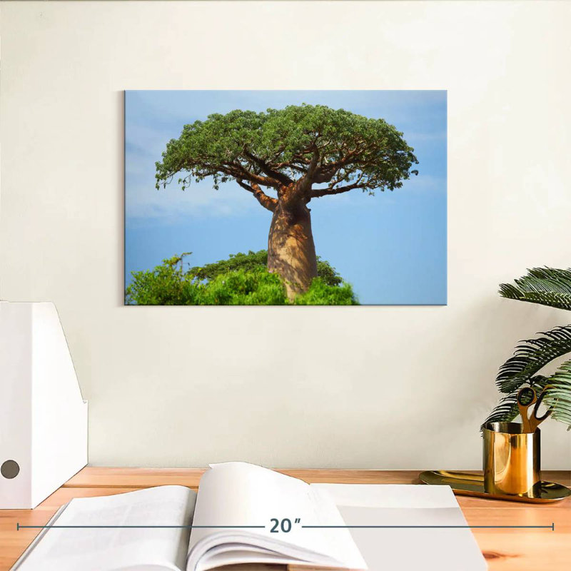 African Baobab, 8" H x 12" W
