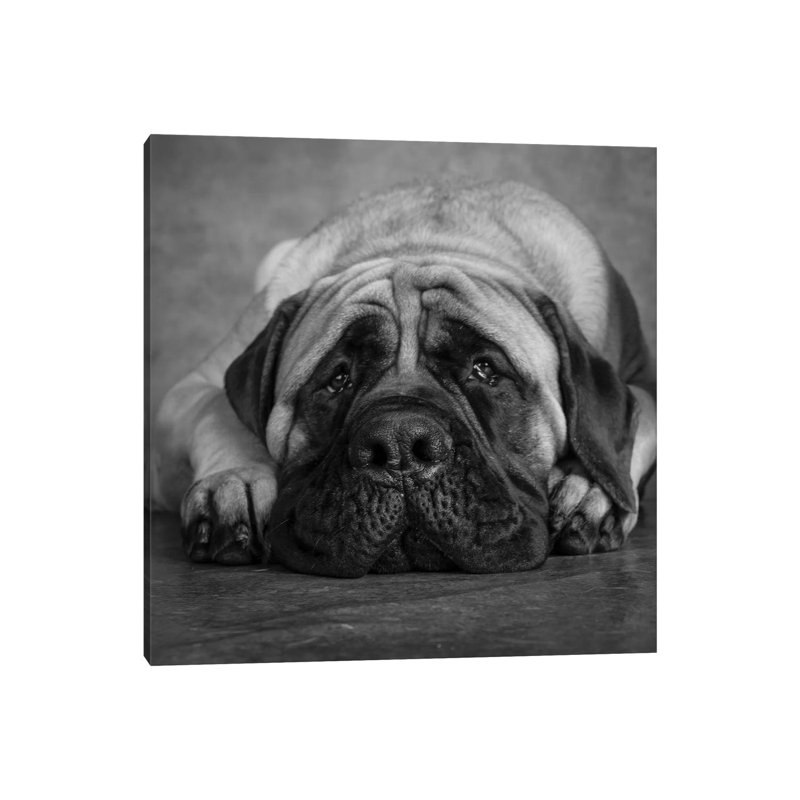 Portrait Of A Mastiff - Wrapped Canvas Print, 30.48 cm H x 30.48 cm W