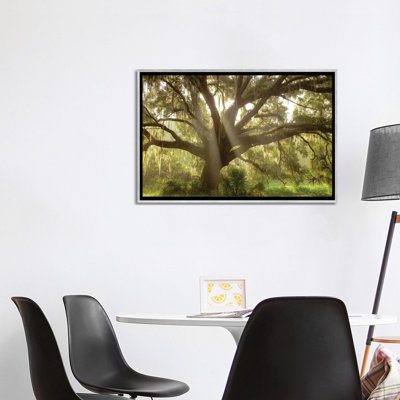 " Beautiful Southern Live Oak Tree, Flordia " by Maresa Pryor