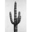 Grand cactus - impression botanique encadrée florale pour la décoration intérieure