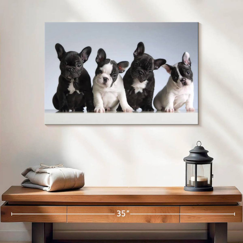 Chiots bouledogue français, H 16 po x l 24 po