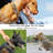 Static Electric Fence Collar-122989541