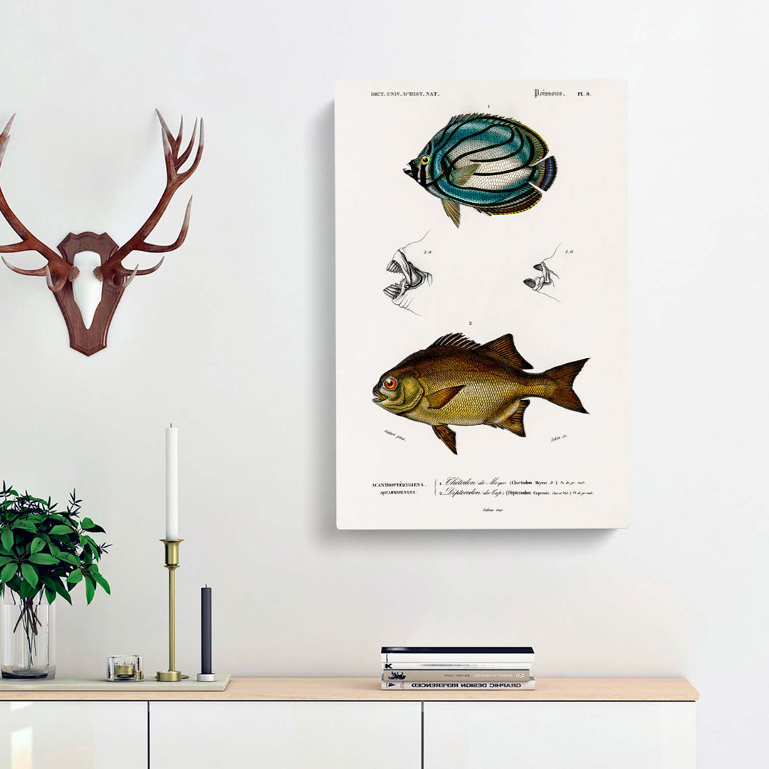 Fish Illustrations PL.8 by Charles D Orbigny - Wrapped Canvas