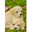 Bébé labradors jouant
