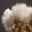 Scolecite With Stilbite From Nasik District, Maharashtra, India (1.9 Lbs)