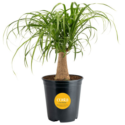 Costa Farms Indoor Ponytail Palm House Plant in 6-inch Nursery Pot