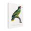 Bolognaise «Levaillant Parrot IX» sur-98233208