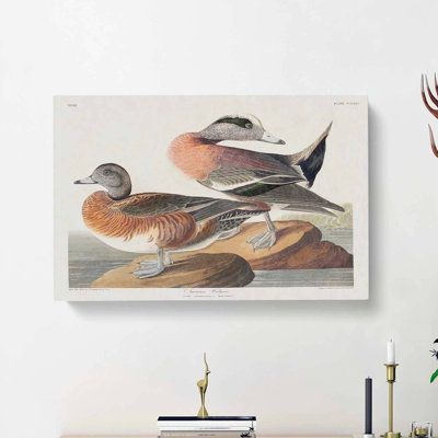 American Widgeon Ducks by John Audubon - Wrapped Canvas