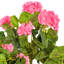 Buisson artificiel en géranium-450075433