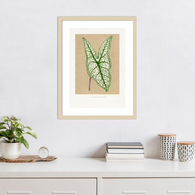 «Green Caladium Leaf Illustration» par pictufy, reproduction d'art encadrée sur bois