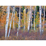 Colorado Autumn Aspen Grove Print by Bruce Heinemann