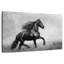 Frison noir-107923907