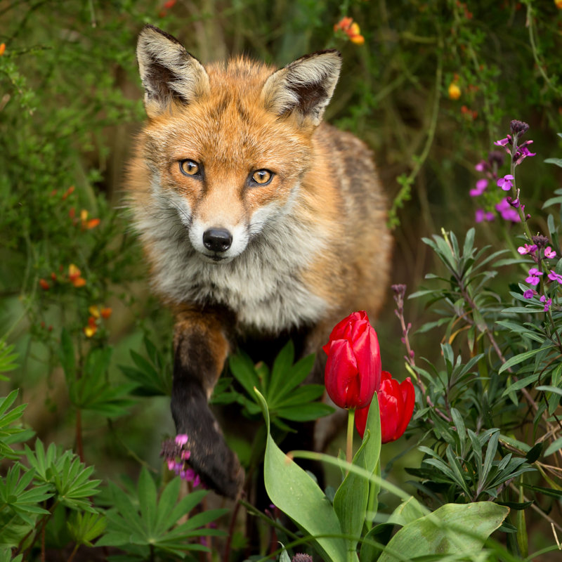 Renard roux - photographie sur toile tendue, H 20 po x l 20 po