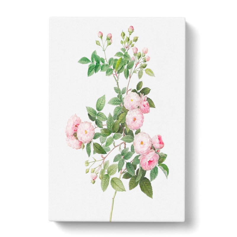 Baby Pink Roses by Pierre-Joseph Redoute - Wrapped Canvas, 60cm H x 40cm W x 3cm D