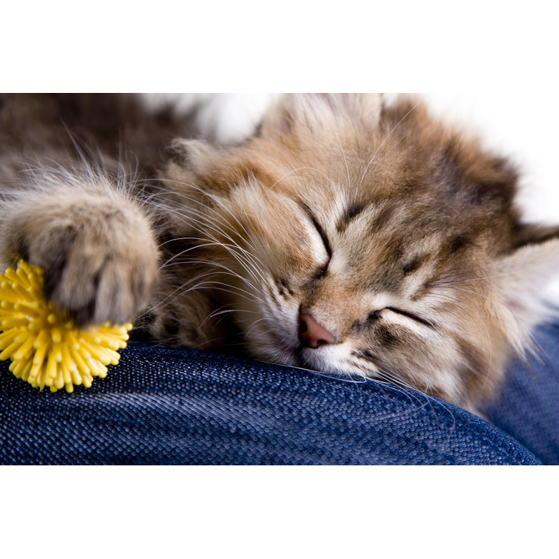 Little Kitten by KseniaChernigova - Wrapped Canvas Print, 61cm H x 91cm W