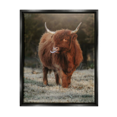 Bouvier Highland, animal de campagne - photographie