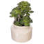 Plante grasse en pot