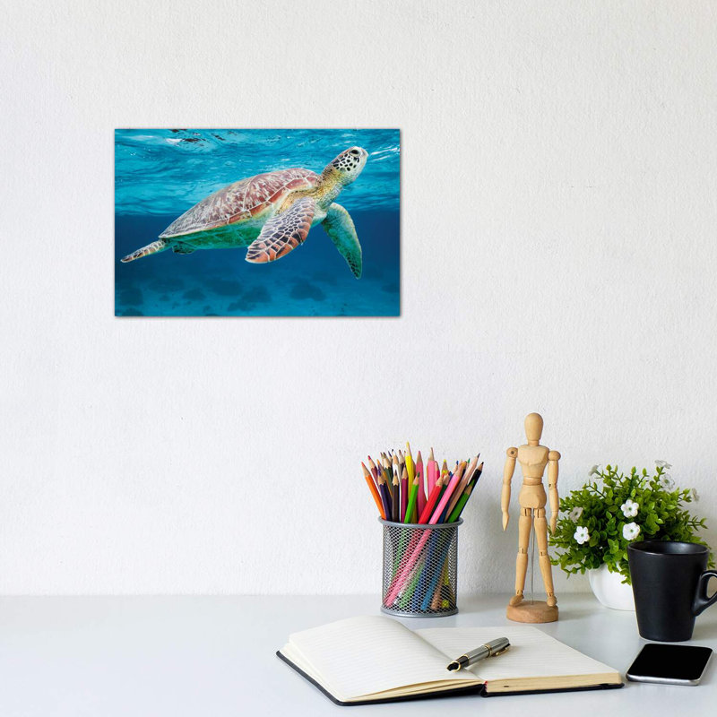 Green Turtle II by Matteo Colombo - Wrapped Canvas Print, 20.32 cm H x 30.48 cm W