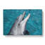 Dolphin - Wrapped Canvas-61848888