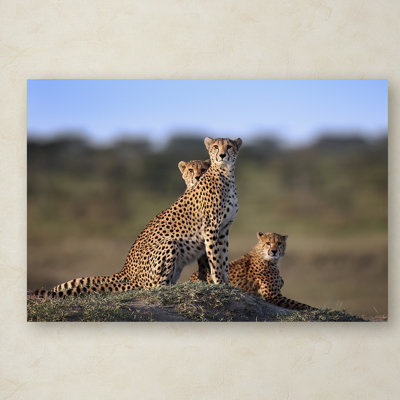 « cheetahs family », reproduction de photo