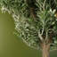 70cm Faux Evergreen Plant in Pot Liner