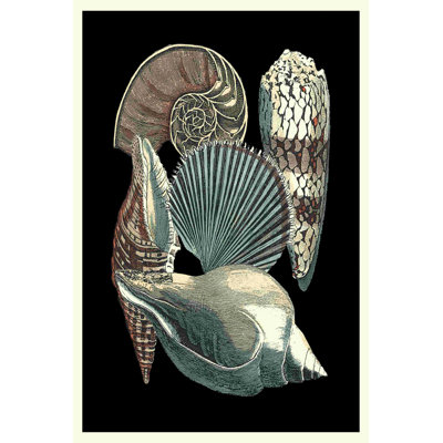 Seashell Anthology II