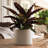 Modern Plastic Indoor/Outdoor Round Planter with Saucer-548381732-537478795
