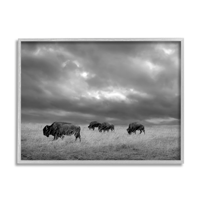 Bison in Cloudy Field par Steve Toole, H 16 po x l 20 po x P 1,5 po, Estampe numérique Farmhouse