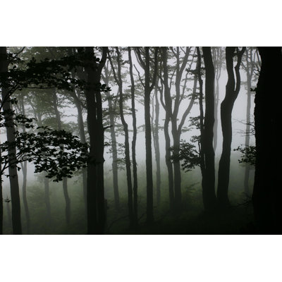 " Misty Forest "