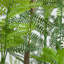 6 pi Arbre jacaranda artificiel en pot décoratif blanc