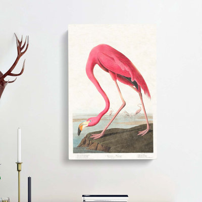 Pink Flamingo by John Audubon - No Frame Painting