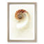 Mother of Pearl Shell - Framed Print-62800445-62800446