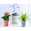 Pot d'arrosage automatique Leonide Dweller - Petit pot en céramique émaillée pastel (paquet de 4) - Intérieur/Extérieur-1108038685-1108038658