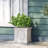 PLANTER-1167836009