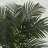 Golden Cane Palm Silk Tree