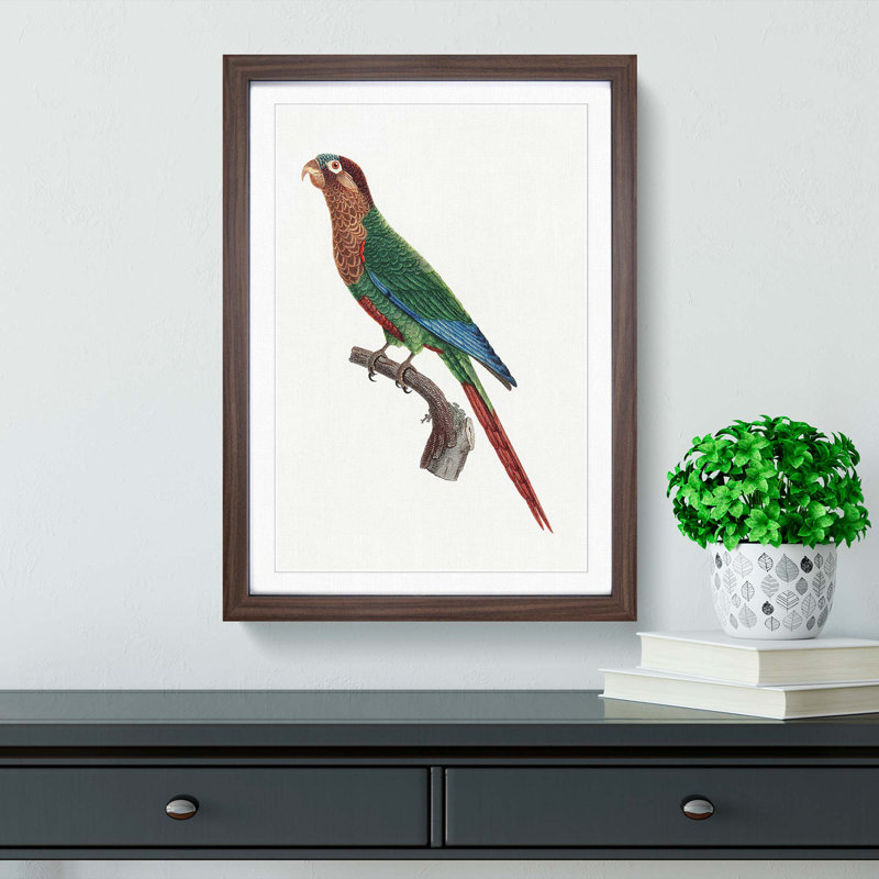 Wave-Breasted Parakeet by F. Levaillant - Framed Print, Walnut Framed, 48cm H x 36cm W x 2cm D