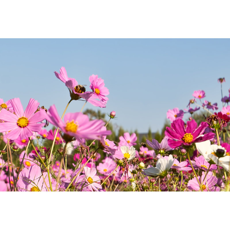 Sisodiya Bee On A Flower - Wrapped Canvas Print, 30cm H x 46cm W x 3.8cm D