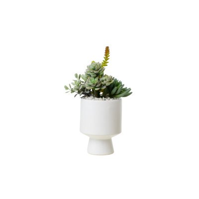 Succulents Arrangement in White Cylinder Urn
