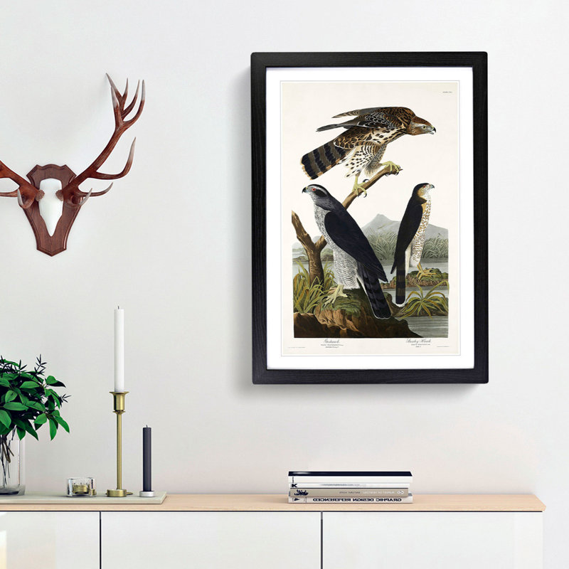 Goshawks & Stanley Hawk by John James Audubon - Picture Frame Painting Print, 65cm H x 48cm W x 2cm D, Black Framed