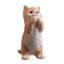 Chat tigré orange priant-116323235