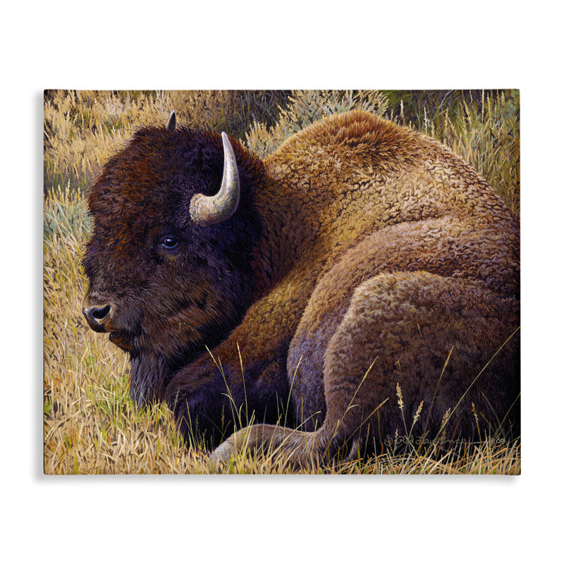 «Relaxing Young Bison» par Rod Lawrence, H 30 po x l 40 po