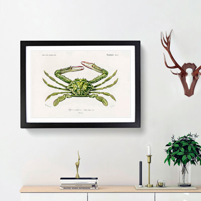 Green Crab by Charles d Orbigny - Framed Print