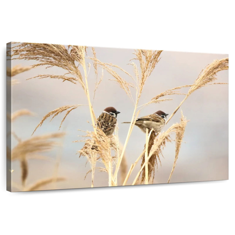 Brampt Sparrow Birds